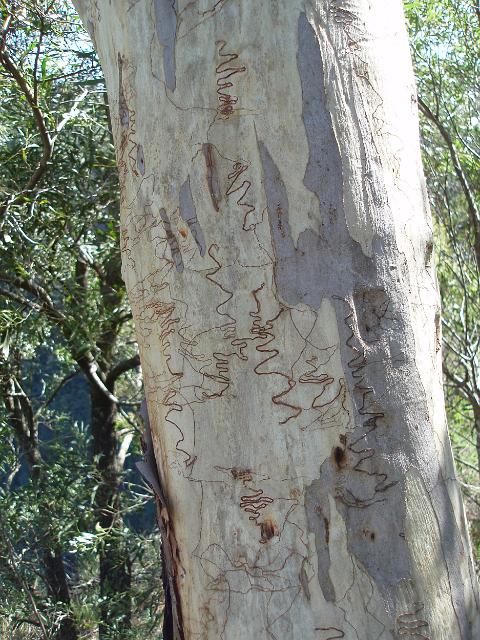 a scribbly gum tree, Eucalyptus haemastoma, with its distinctive bark patterns caused by burrowing moth lavae