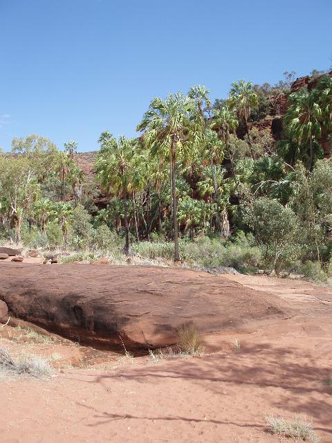 Red sandstone contrasts against cabbage palms growing in the palm valley gorge