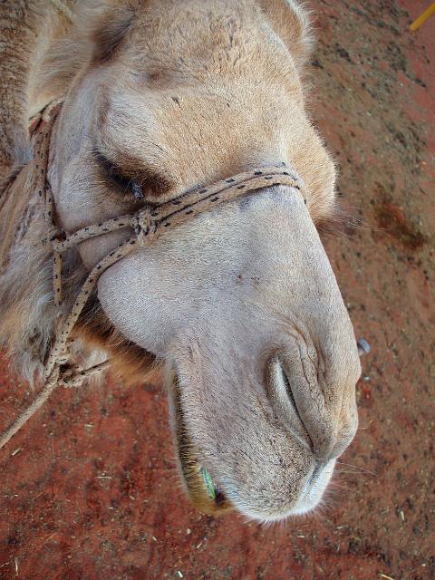 an arabian camel, there are estimated to be at least half a million wild arabian camels in australia