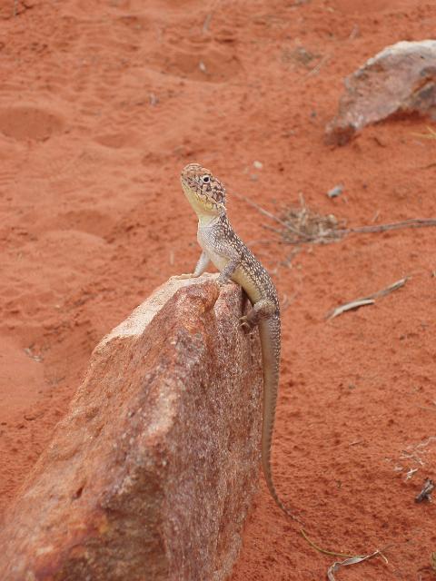 a small lizard sitting on a rock