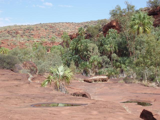 parched sandstone bed of the finke river as it passes through palm valley