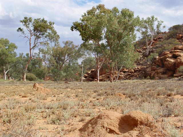 small mounds of earth created by termites building a nest below.