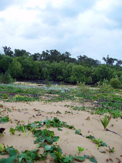 tropical beach vegetation, mission beach, queensland