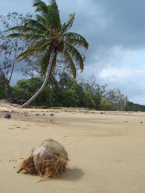 a coconut and coconut palm at mission beach, FNQ