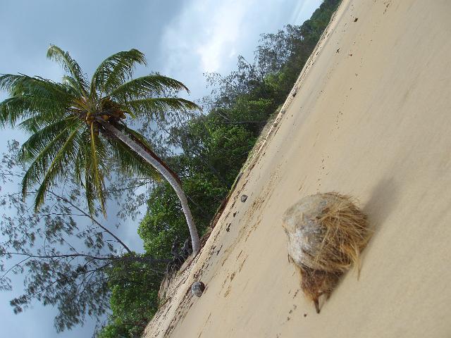 a palm tree and fallen coconut, mission beach, FNQ