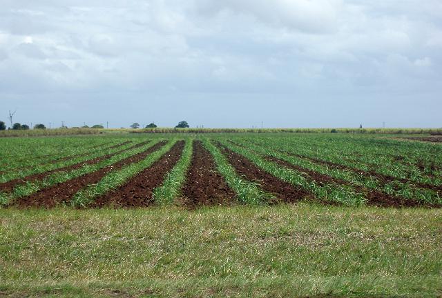 sugar cane seedlings growing near bundaberg