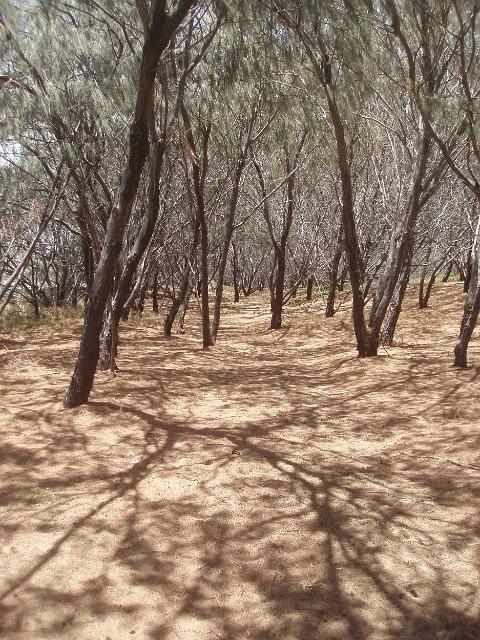 coastal trees growing on dunes sheltered from the winds