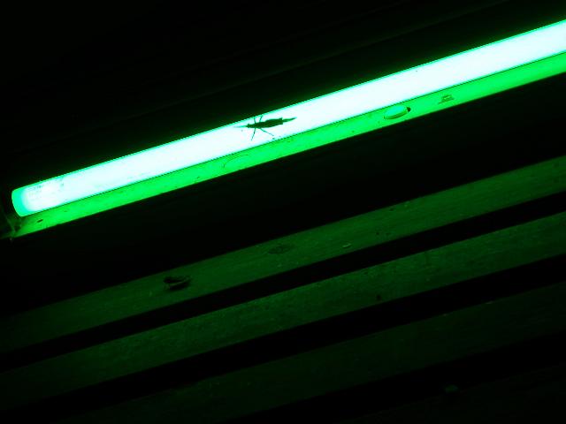 an insect crawling on a green floursecent light designed not to attract insects
