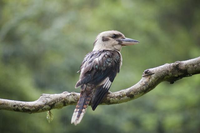 a kookaburra sitting on a tree branch in the rain