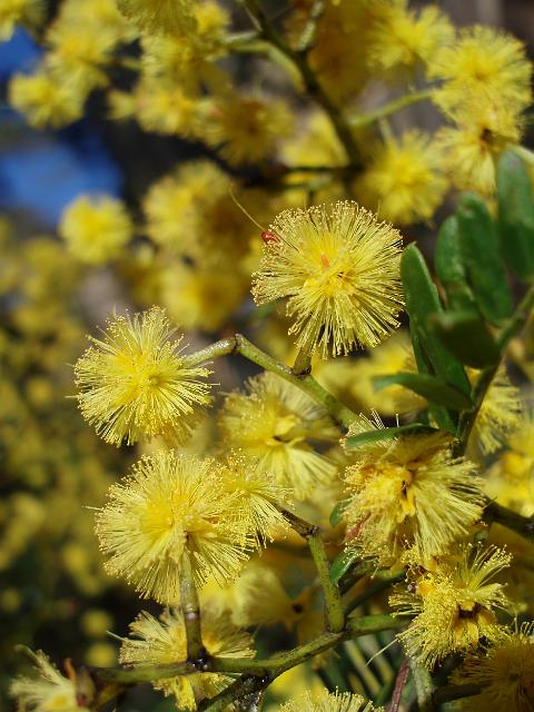 wattle flowers, the gold from 'green and gold'
