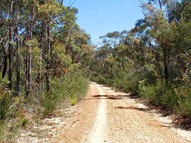 a forest fire trail in the blue mountains national park, NSW