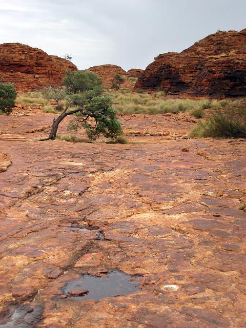 a small tree growing througha crack in the rock in a part of kings canyon known as the lost city