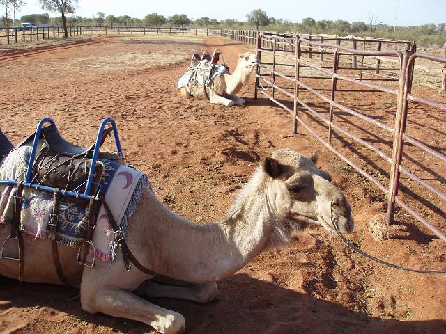 camel rides are a popular tourist attraction in the northern territory