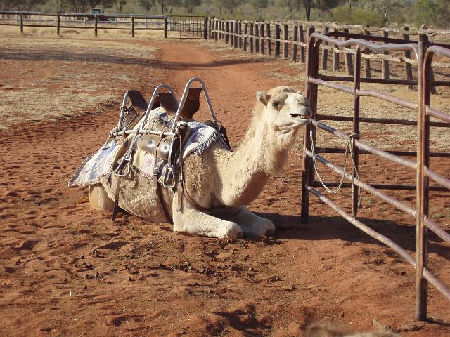 there are estimated to be at least half a million wild arabian or dromedary camels in australia, many are exported each year to control the population