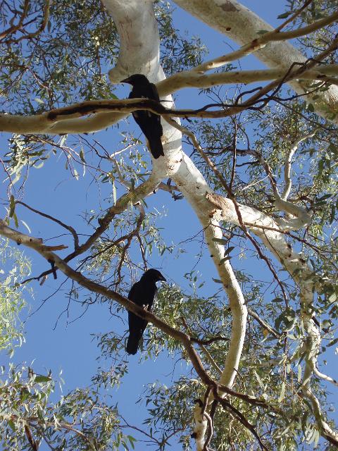 crows roosting in gum tree