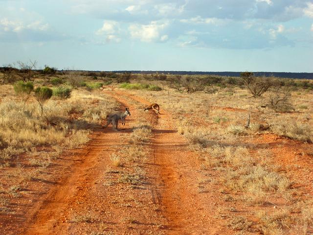 a couple of kangaroos on a remote outback 4x4 track