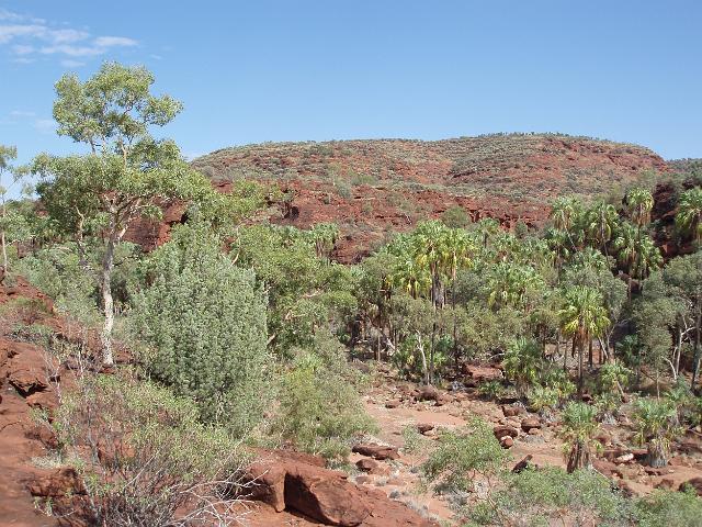 a panoramic view of palm valley in the Finke Gorge Natinal Park, NT