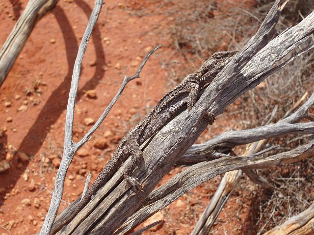 this lizard is well matched in colour to the branch it is hiding against