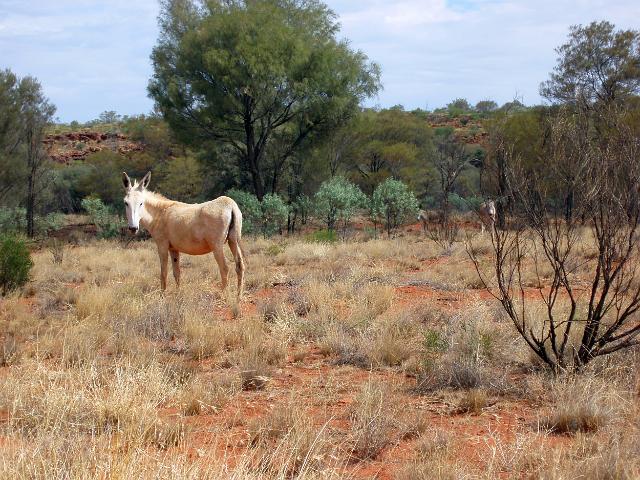 a wild ass or donkey in the desert
