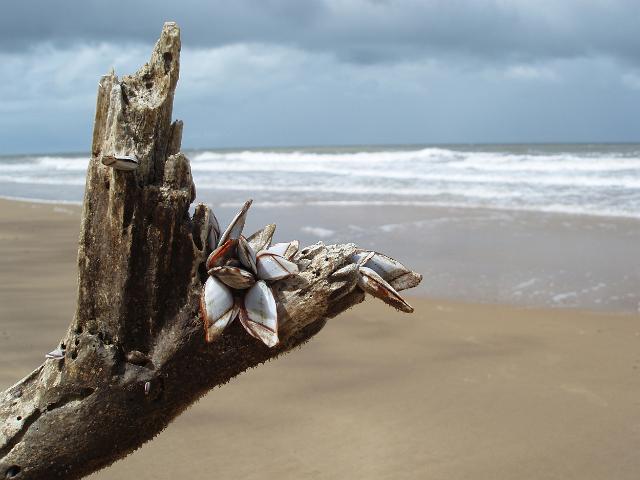 muscles growing on a piece of driftwood washed up on the beach at mission beach, QLD