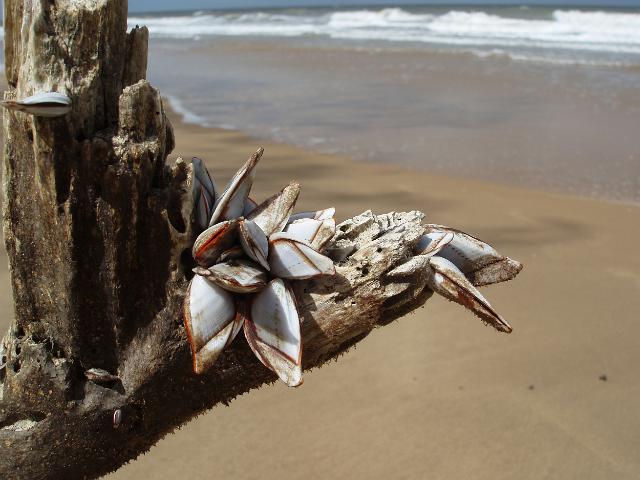 clams growing on a piece of driftwood washed up on the beach