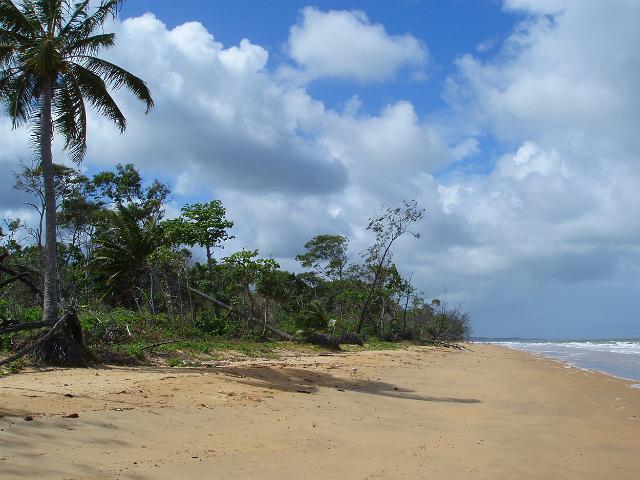 south mission beach lined with palms and tropical vegetation