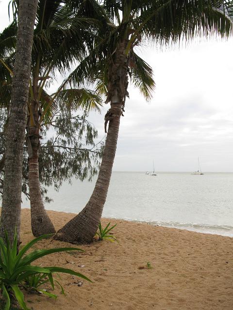 palm trees growing on the waterfront of horseshoe bay, magnetic island