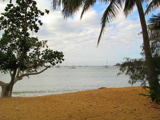 Sandy beach sheltered by palm trees on horseshoe bay, magnetic island, townsville
