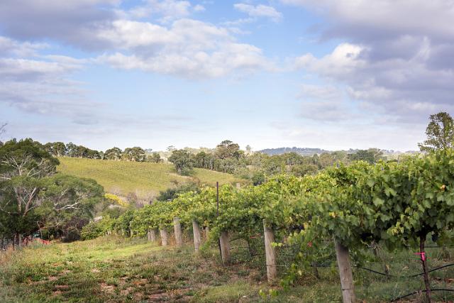 Leafy green grapevines on a winery in Adelaide Hills Winelands, South Australia in hilly terrain in a travel and viticulture concept