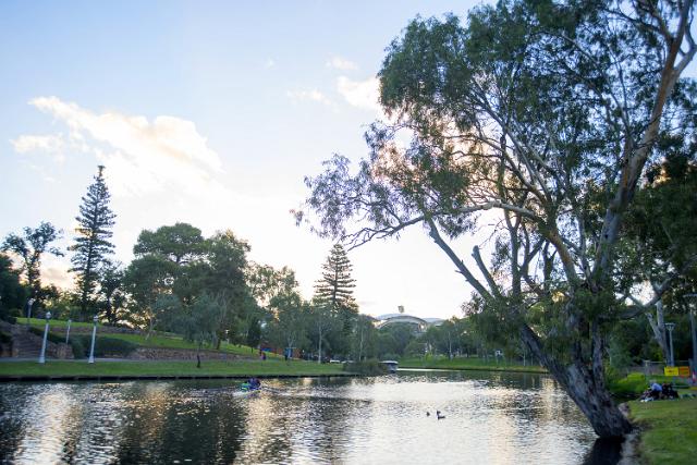 Tranquil River Torrens, Adelaide, Australia flowing through green grassy banks with trees and waterbirds swimming on the water