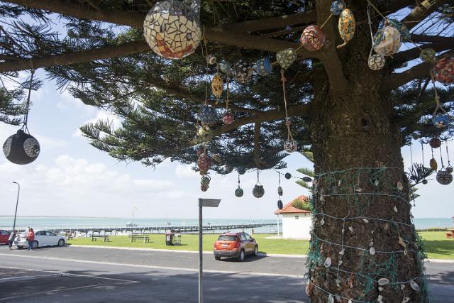 Christmas decorations and lights adorning an outdoors pine tree on the waterfront, Beachport, Australia with cars in a parking lot behind