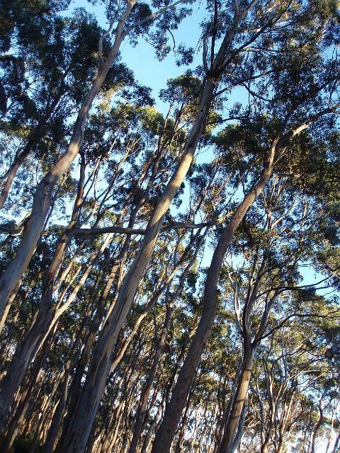 looking up at a forest of gum trees in the tasmanian wilderness