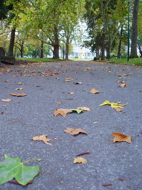 autumn leaves fallen on a footpath in carlton gardens, a park on the edge of central melbourne