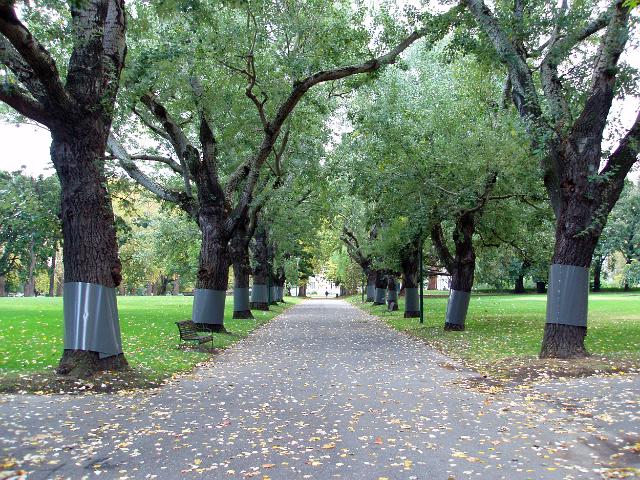 autumn leaves in carlton gardens, a park on the edge of central melbourne